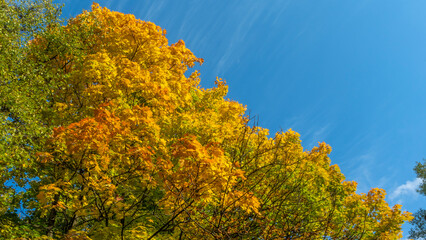 Fototapeta premium Yellow fallen leaves. Tree against cloudy blue sky. Yellow Maple Tree Leaves Composition Over Sky.