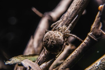the uniqueness of spiders in each region is different in shape