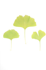 Fototapeta premium Ginkgo biloba leaves isolated on a white background