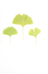 Ginkgo biloba leaves isolated on a white background