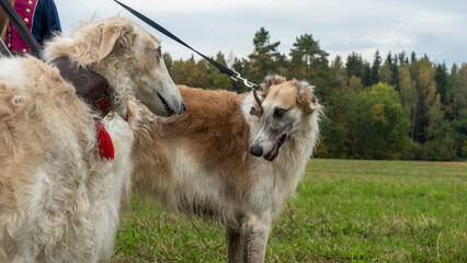 Russian greyhounds in nature. Russian borzoi dog stands against the background of autumn nature.