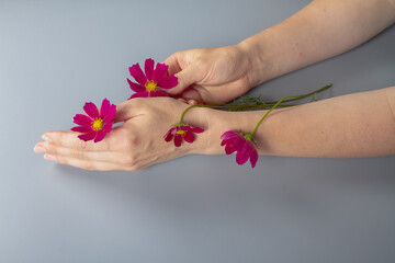 Crimson flowers on a woman's hand, a woman's hand on a gray background