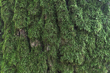 Green moss on the bark of a tree. Wood texture material. Forest background. Surface for design and decoration. Nature abstract pattern.