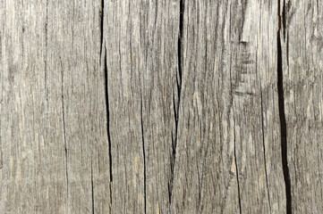 Dry wood texture surface for design. Wooden background for decoration. Tree pattern. Construction material. Old concept background.
