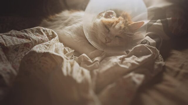 Ill cat in a bed. Amputated ear following ear cancer. Squamous Cell Carcinoma.