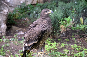 Steppe Eagle in the Moscow Zoo