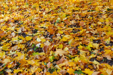 Autumn leaves on the ground