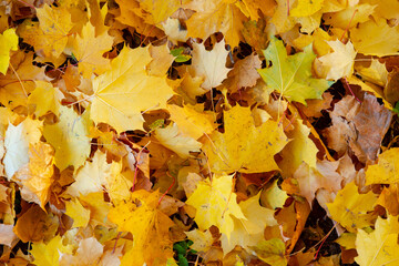 Autumn leaves on the ground