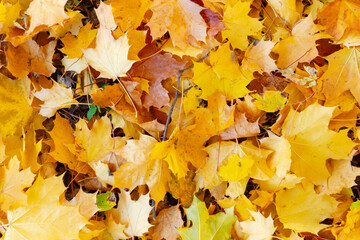 Autumn leaves on the ground