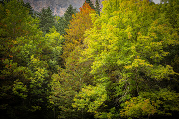 Fototapeta premium forest in autumn