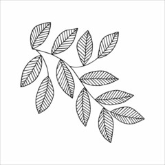 Fantasy whimsical twig with leaves hand drawn doodle element coloring book for kids and adults