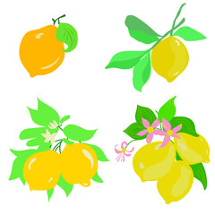 vector lemons set, citrus lemons in flat and cartoon graphics on a white background ,citrus illustration graphics of yellow bright lemons
