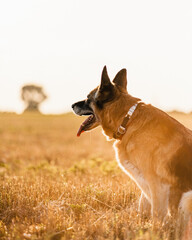 German shepherd