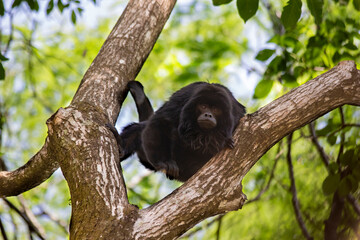 Brazilian Apes
This kind of ape is very rare in Brazil.