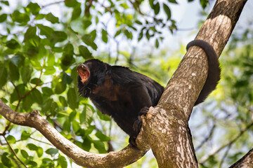 Brazilian Apes
This kind of ape is very rare in Brazil.