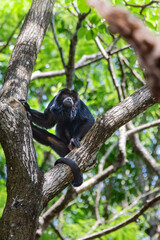 Brazilian Apes
This kind of ape is very rare in Brazil.