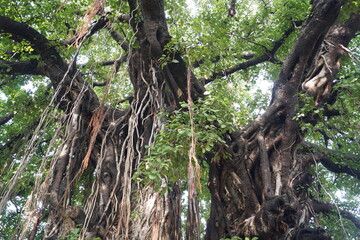 インド・ブッダガヤに自生するガジュマルの木
