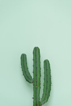 Manse Cactus In The Mint Background.