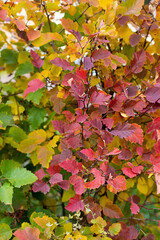 Autumn Fall colorful yellow and orange leaves on the bush close up	