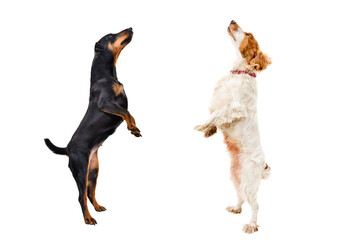 Dogs standing on hind legs looking up isolated on white background