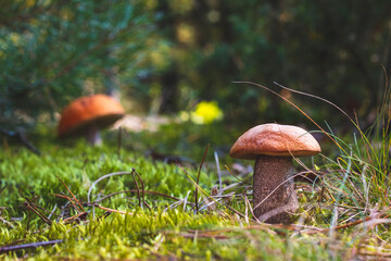 orange cap mushrooms grow in autumn forest