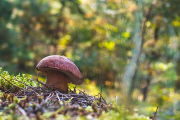 porcini mushroom grow in autumn forest