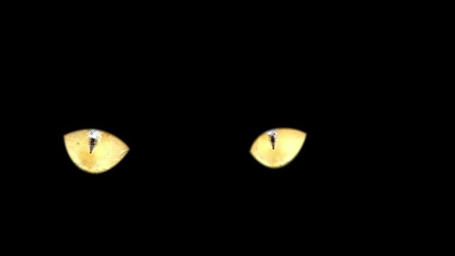 Two yellow cat eyes looking closeup on black background. Halloween background yellow cat eyes in black darkness.