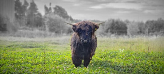 horse in the meadow
