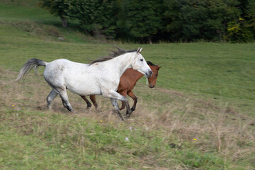 Animal. Horses on the meadow.