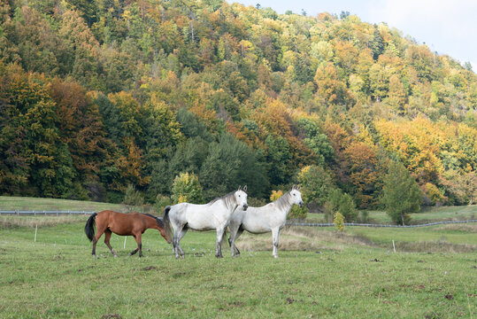 Animal. Horses on the meadow.