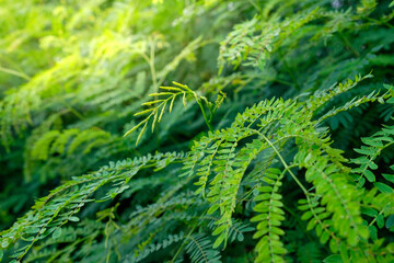 Leucaena Leucocephala or also known as Lamtoro leaves. Grow naturally in the wild garden.