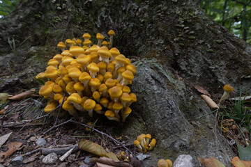 honey fungus mushrooms in the forest - obrazy, fototapety, plakaty