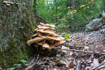 Fototapeta premium mushrooms on a tree