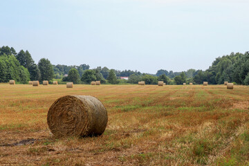 Baled grass hay in the field