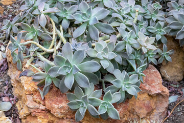 Ghost plant (Graptopetalum paraguayense) sedum weinbergii mother-of-pearl