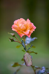 autumn landscape with different plants in the park in autumn, selective focus