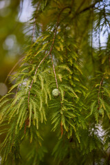 autumn landscape with different plants in the park in autumn, selective focus