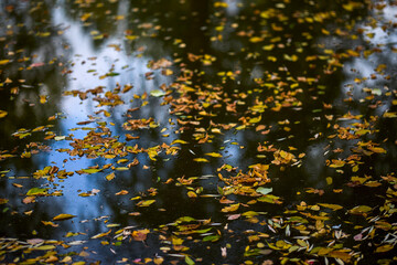 autumn landscape with different plants in the park in autumn, selective focus