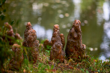 autumn landscape with different plants in the park in autumn, selective focus