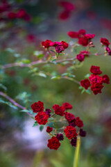 autumn landscape with different plants in the park in autumn, selective focus