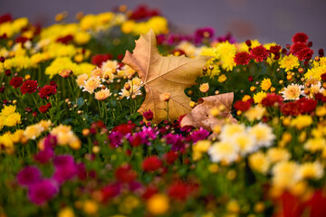 autumn landscape with different plants in the park in autumn, selective focus