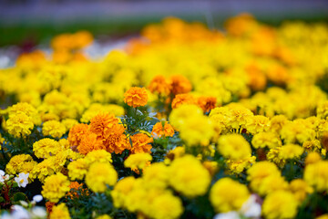 autumn landscape with different plants in the park in autumn, selective focus