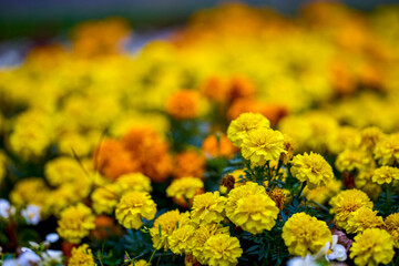 autumn landscape with different plants in the park in autumn, selective focus