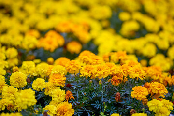 autumn landscape with different plants in the park in autumn, selective focus