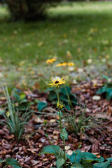 Rudbekia błyskotliwa rosnąca w parku, żółty piękny kwiat