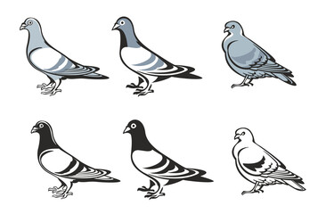 Vector illustration of pigeon, set of pigeon illustrations on isolated white background. Logo of Pigeon.