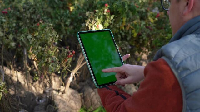 Adult man farmer with digital tablet working with rosehip seedlings.