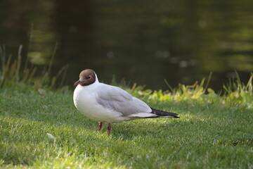 A kind of bird in Aarhus, Denmark