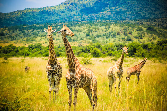Girafes in South Africa Kruger National Park