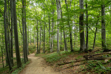 Path in the forest of Papuk national park, Croatia